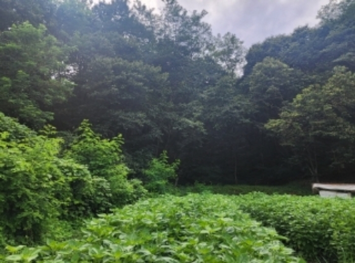 본건1