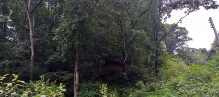 본건 임야(목록 1. 및 목록 2.) 전경