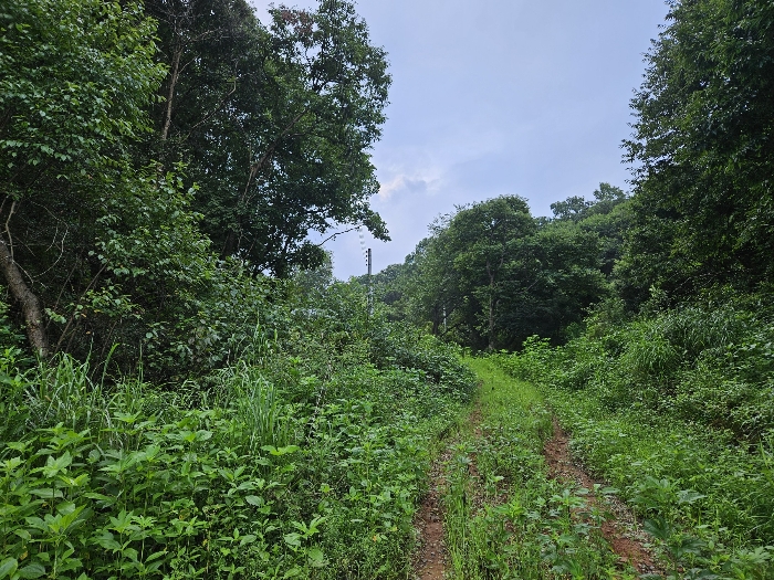 북서측 인근 임도