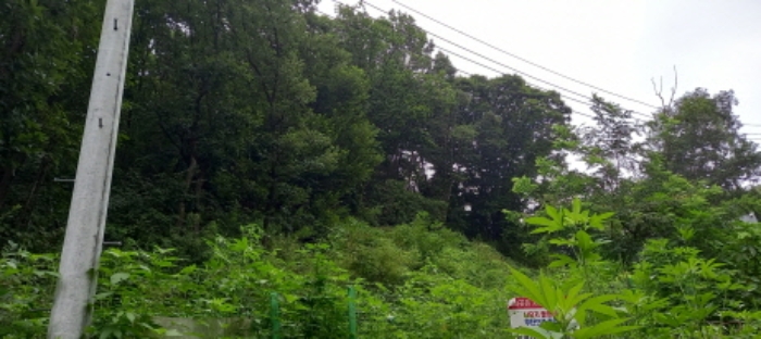 본건 임야(목록 1. 및 목록 2.) 전경