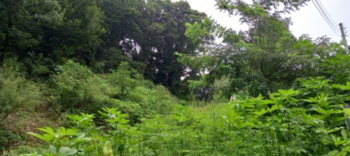 본건 임야(목록 1. 및 목록 2.) 전경