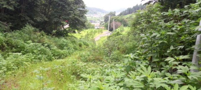 본건 임야(목록 1. 및 목록 2.) 전경