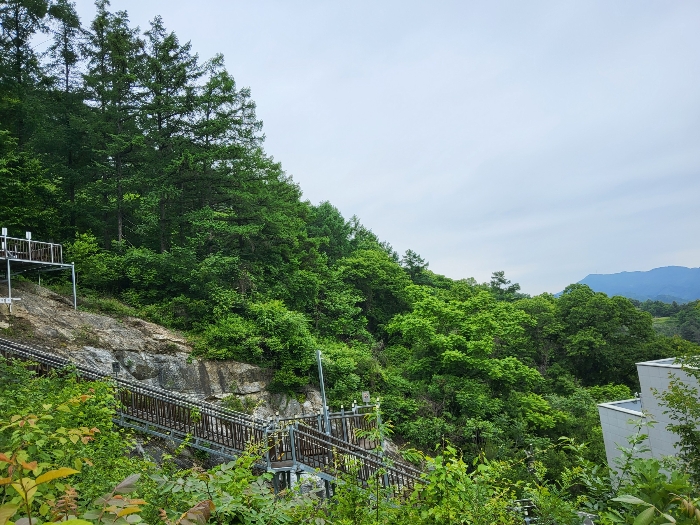 임목의 상태(남쪽 인근에서 촬영)