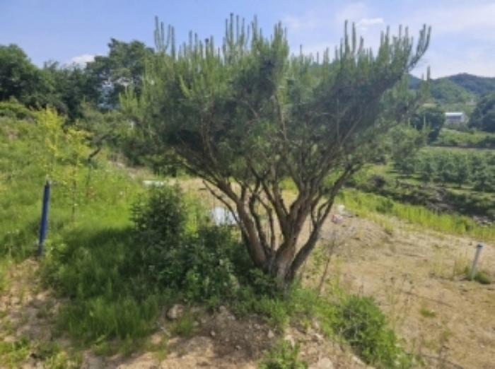 목록 7 제시 외 조경수