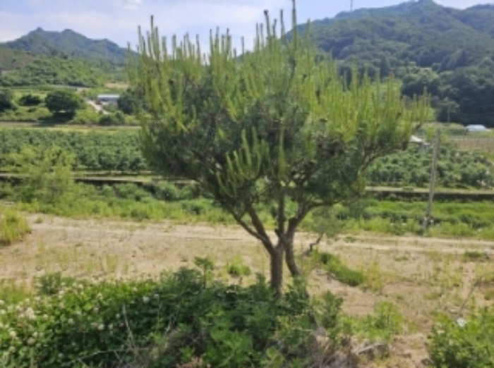 목록 4 제시 외 조경수