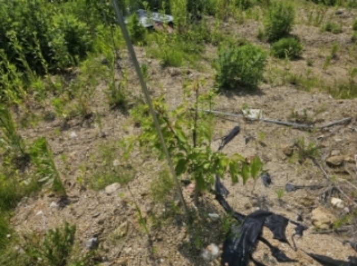 목록 4 제시 외 묘목