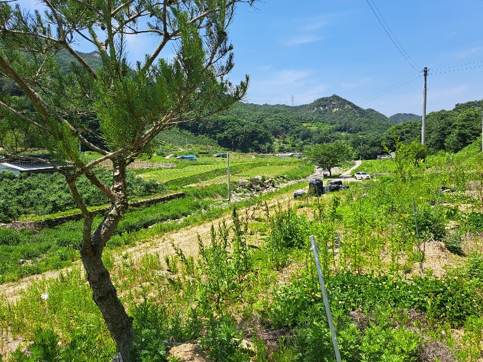 토지와 함께 평가하는 수목 등