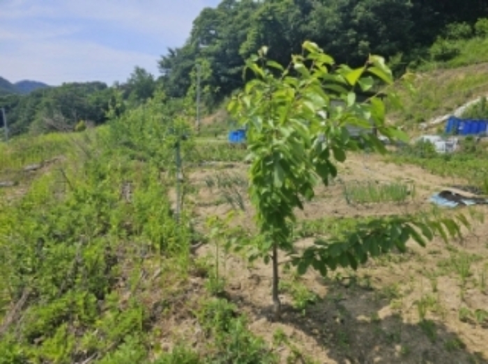 목록 2 제시 외 수목