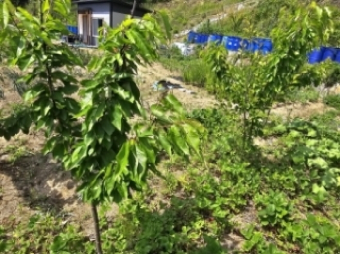 목록 2 제시 외 수목