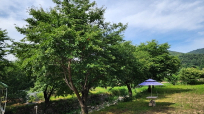 본건 3 경계부근에 조경수 소재하며 정확한 경계측량을 필요로 함.