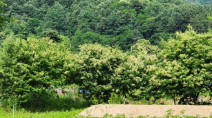 본건 3 경계부근에 조경수 소재하며 정확한 경계측량을 필요로 함.
