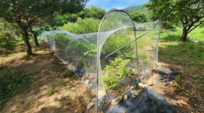 본건 5 전경 및 조경수