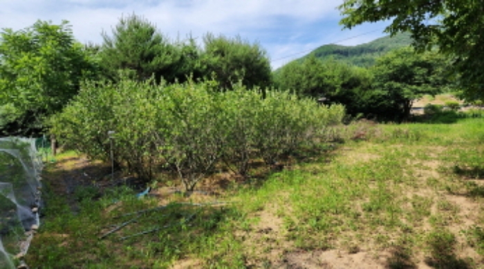 본건 5 전경 및 조경수