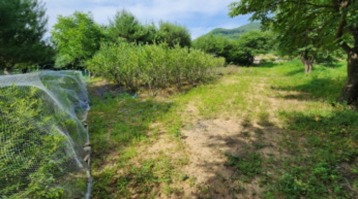 본건 5 전경 및 조경수