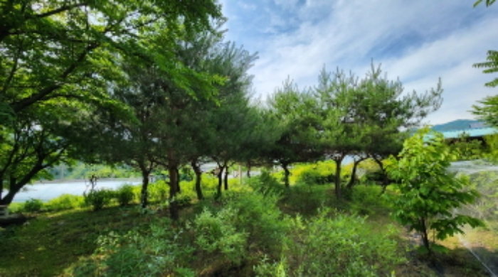 본건 5 전경 및 조경수