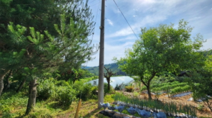 본건 5 전경 및 조경수 및 전봇대