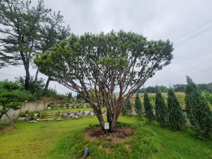 제시외수목 ㄱ 전경