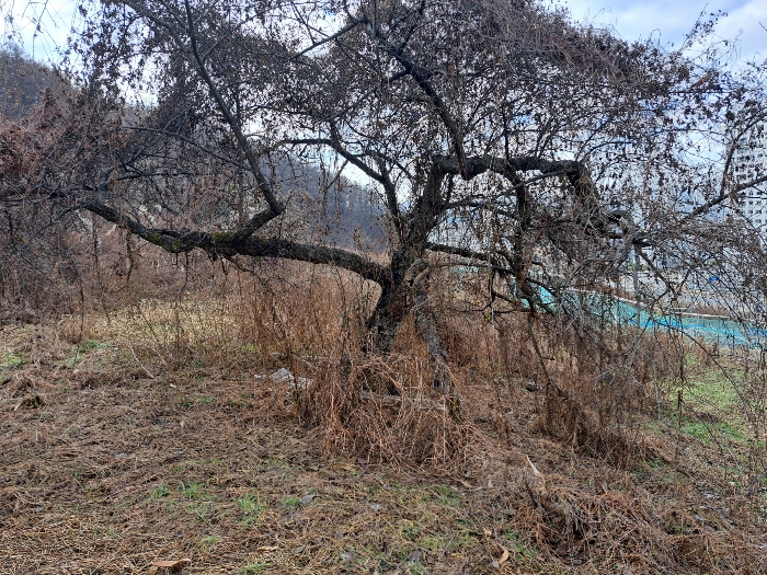 평가하지 아니하는 관리되지 아니하고 노목인 과수목(사과나무).