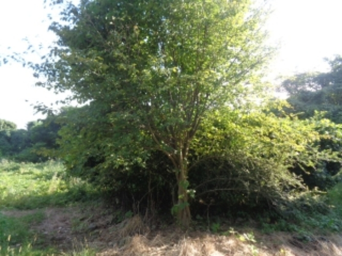 소재지2(유수암리 969-2) 전경 사진