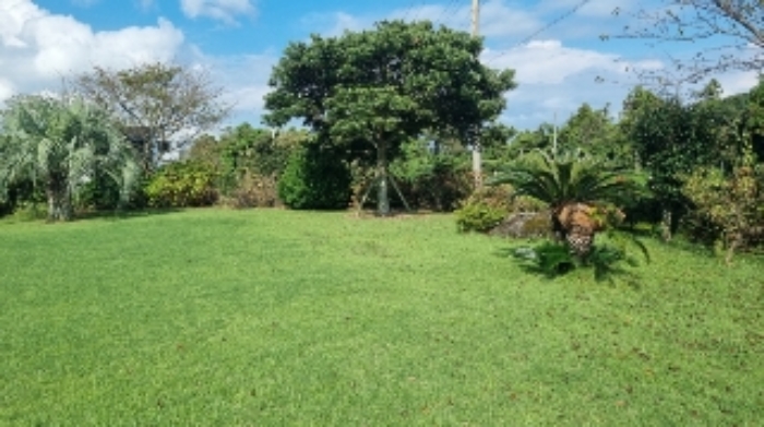 소재지1(표선리 2498-17) 일부 지상에 식재된 조경수