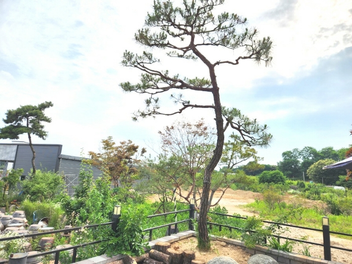 기호3 지상 조경수목