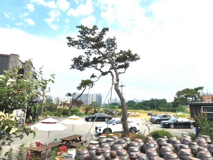 기호1 지상 조경수목