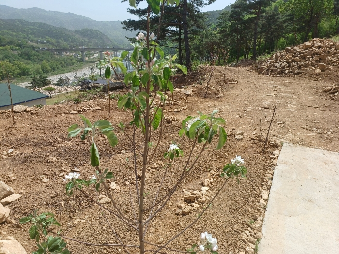 기호(2) 지상 제시외수목 기호(ㄱ)