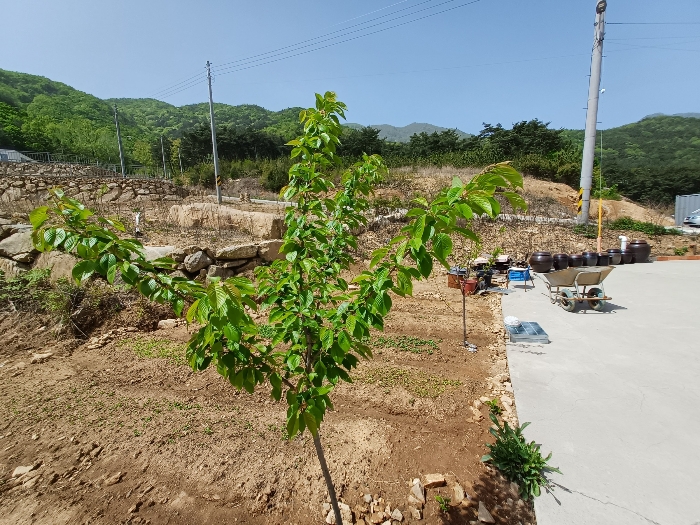 기호(3) 지상 제시외수목 기호(ㄴ)