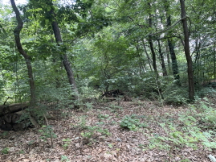 현장사진(토지 전경)