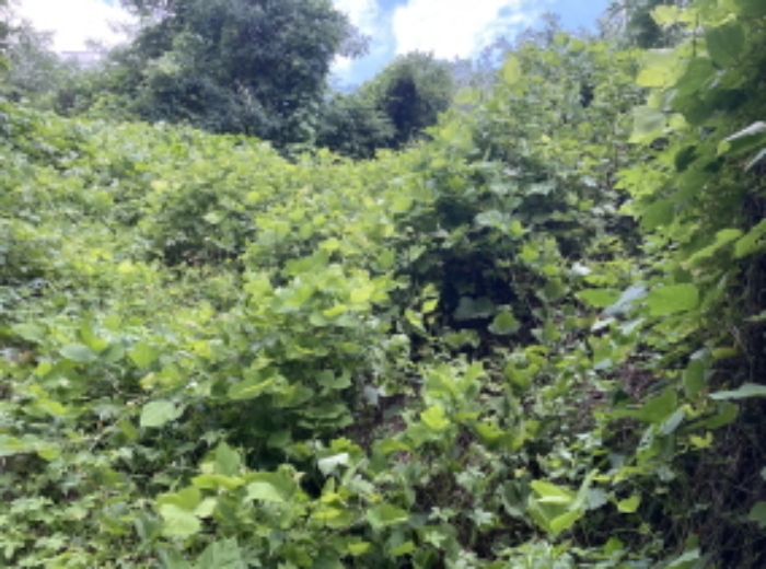 현장사진(토지 전경)