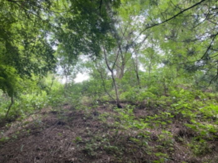 현장사진(토지 전경)