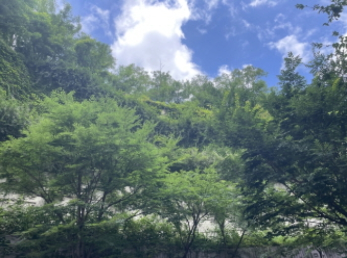 현장사진(토지 전경)