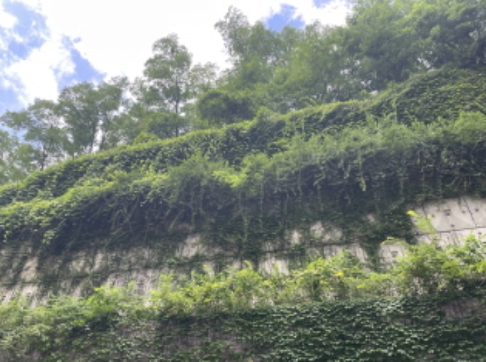 현장사진(토지 전경)