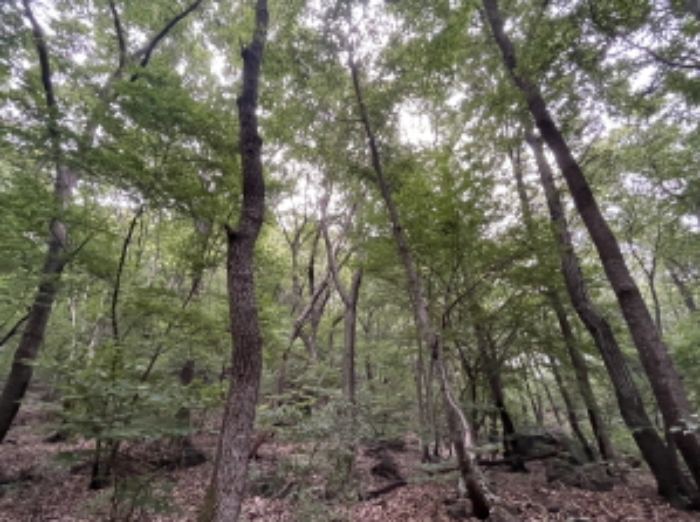 현장사진(산 69-1)