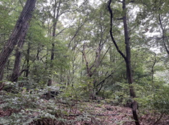 현장사진(산 69-1)