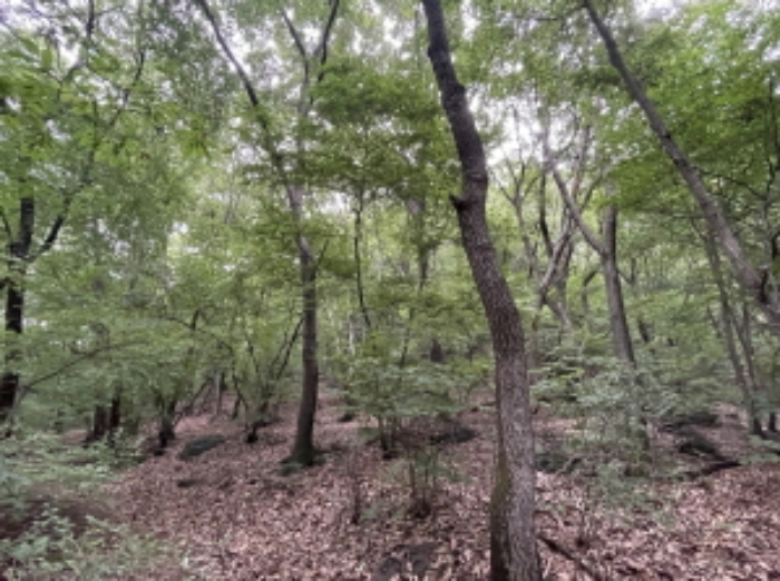 현장사진(산 69-1)