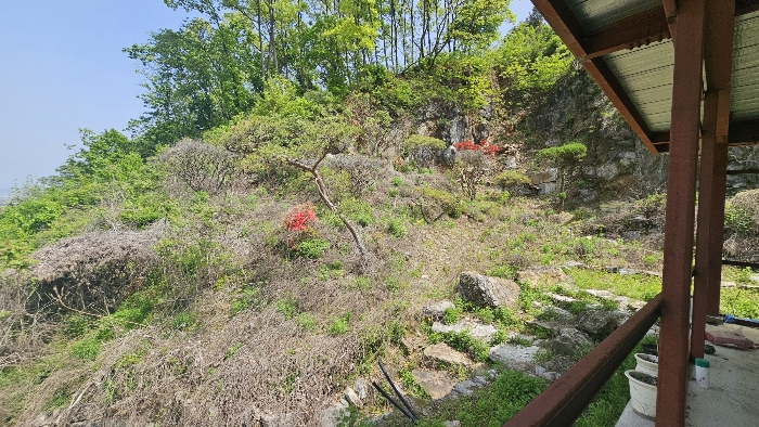 본건 지상 제시외 수목 전경_2