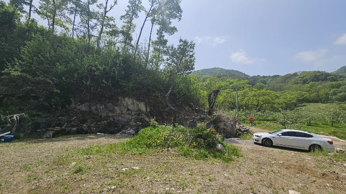 본건 지상 제시외 수목 전경_4