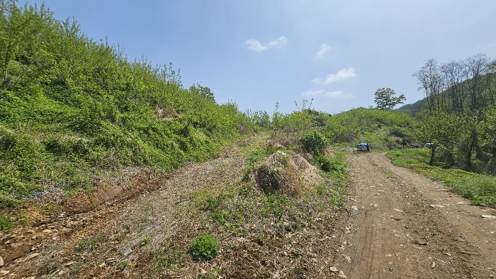 본건전경(자연림 부분)