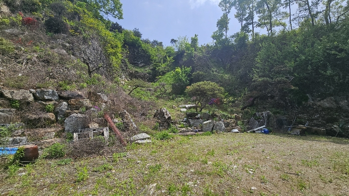본건 지상 제시외 수목 전경_1