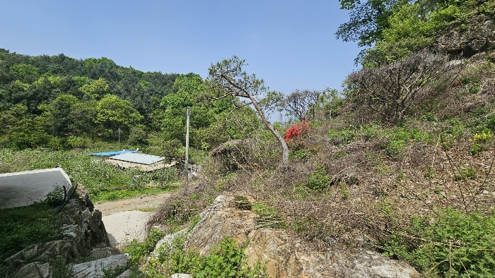 본건 지상 제시외 수목 전경_3