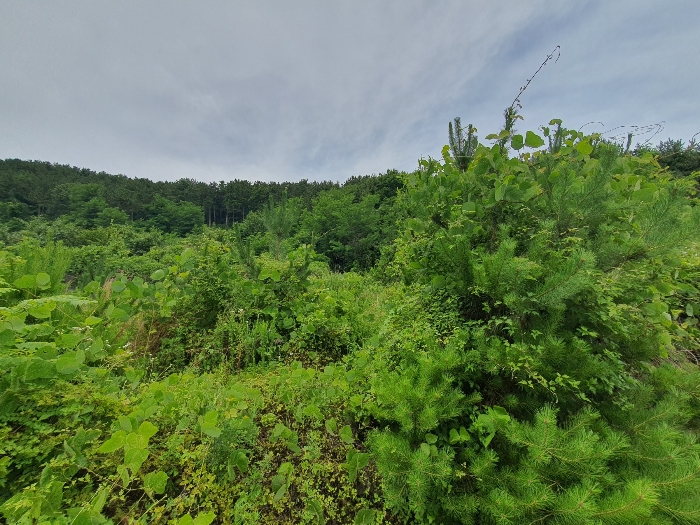 26.본건19근경(동측전경)