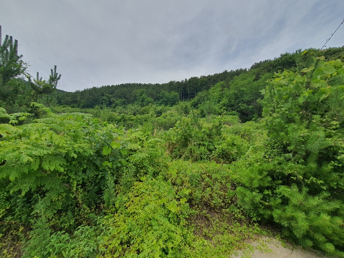 22.본건15근경(북측전경)