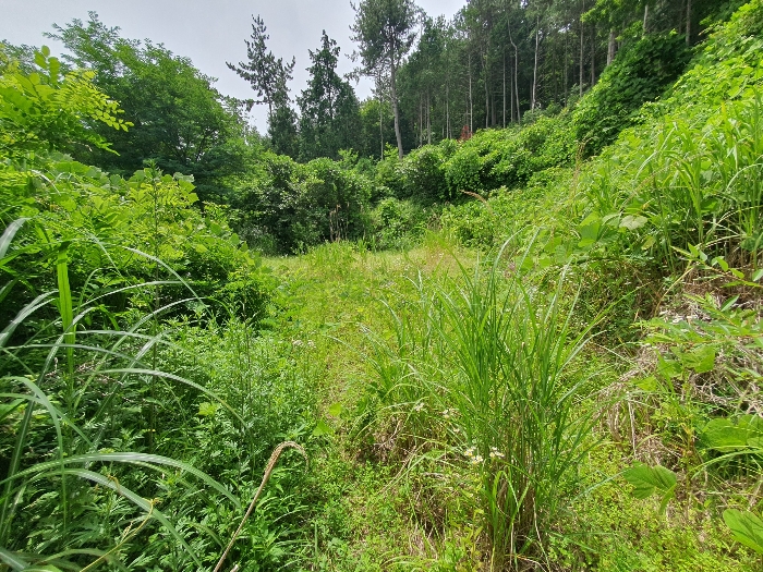 24.본건17근경(서측전경)