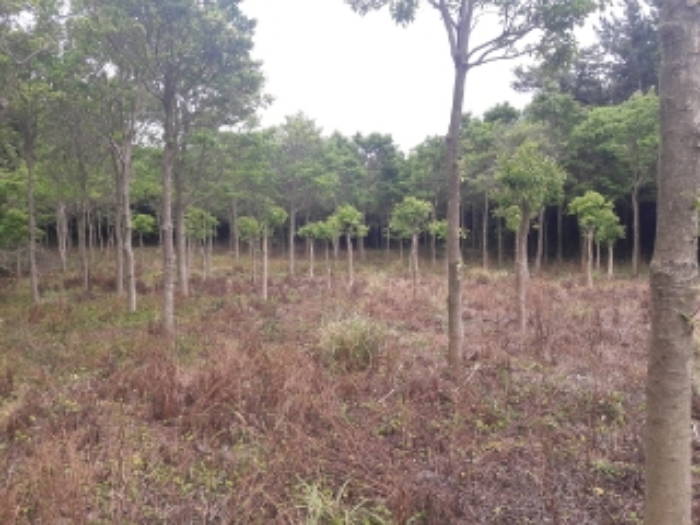 소재지1.(온평리 1336) 전경