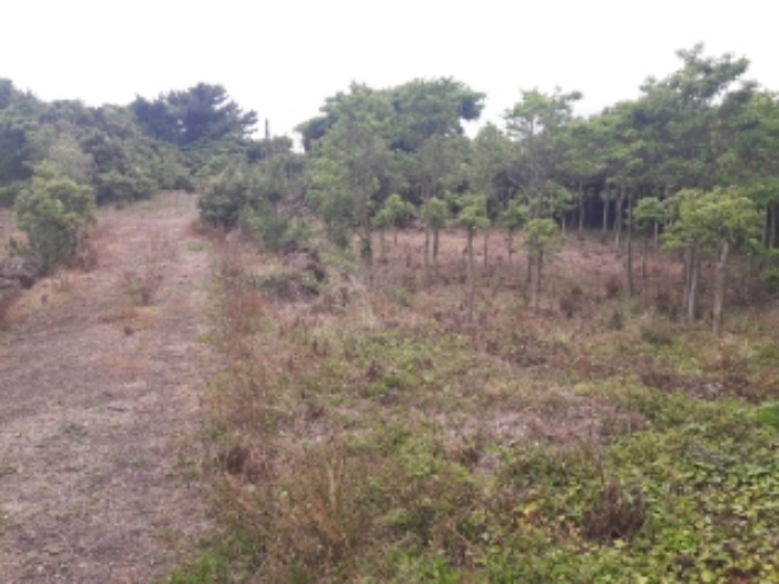 소재지2.(온평리 1339-2) 전경