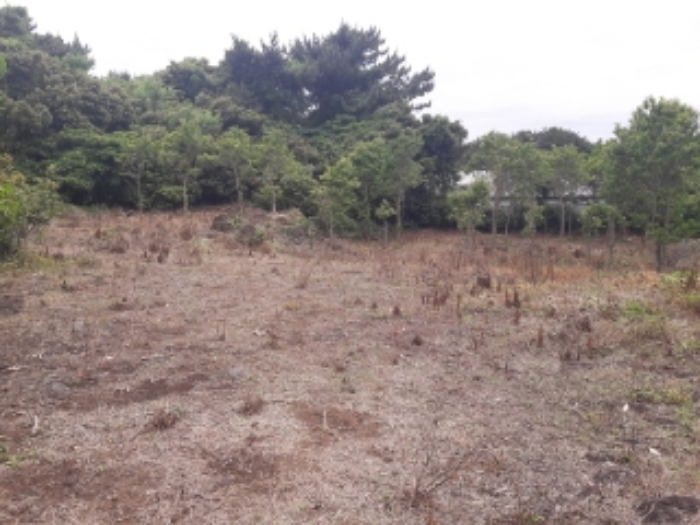 소재지2.(온평리 1339-2) 전경