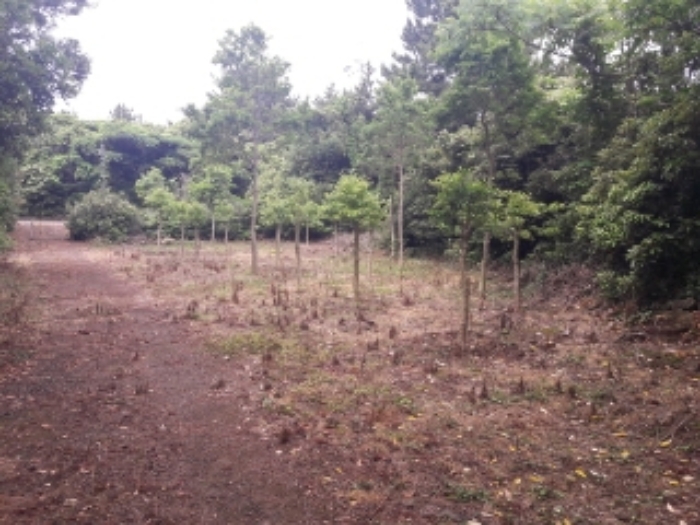 소재지3.(온평리 1345-5) 전경