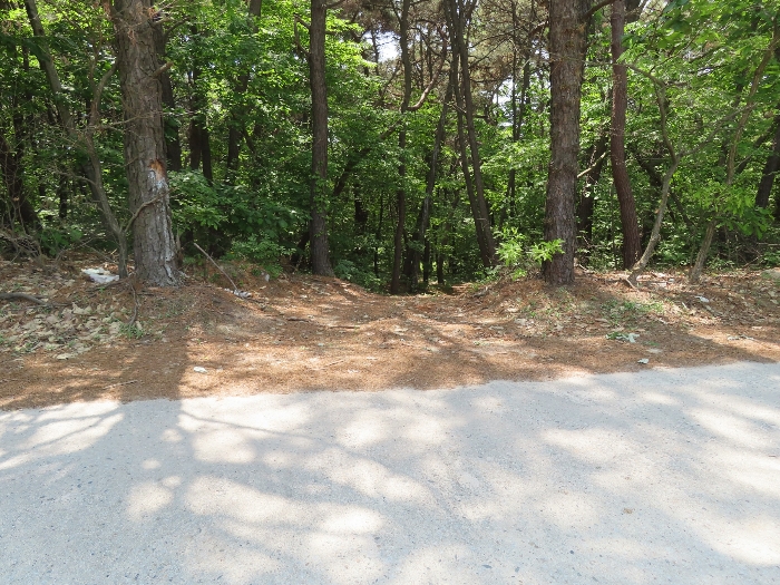 본건 북측 인근 도로 및 임도