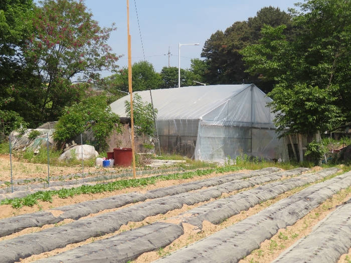 제시외 지장물(비닐하우스)